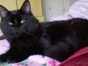 Gato raça  idade  nome Thor