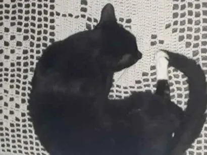 Gato raça Indefinida idade 1 ano nome Dora e teo