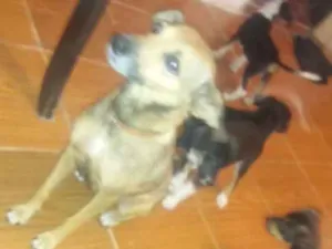 Cachorro raça Viralata idade 6 ou mais anos nome Luna