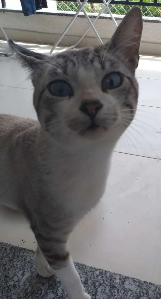 Gato ra a Vira lata idade 1 ano nome Raj