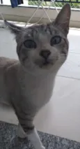 Raj
