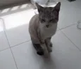 Raj