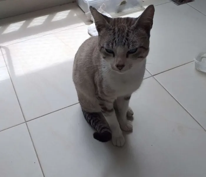 Gato ra a Vira lata idade 1 ano nome Raj