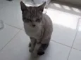 Raj