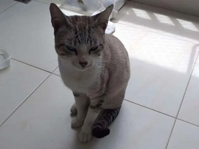 Gato ra a Vira lata idade 1 ano nome Raj