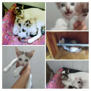 Gato raça Vira lata  idade Abaixo de 2 meses nome Não tem nome 