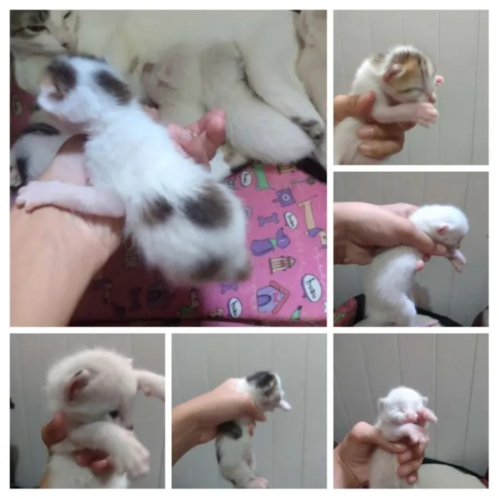 Gato ra a Vira lata idade Abaixo de 2 meses nome Não tem nome
