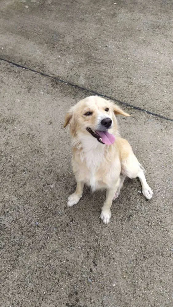Cachorro ra a Srd idade 2 anos nome Theo