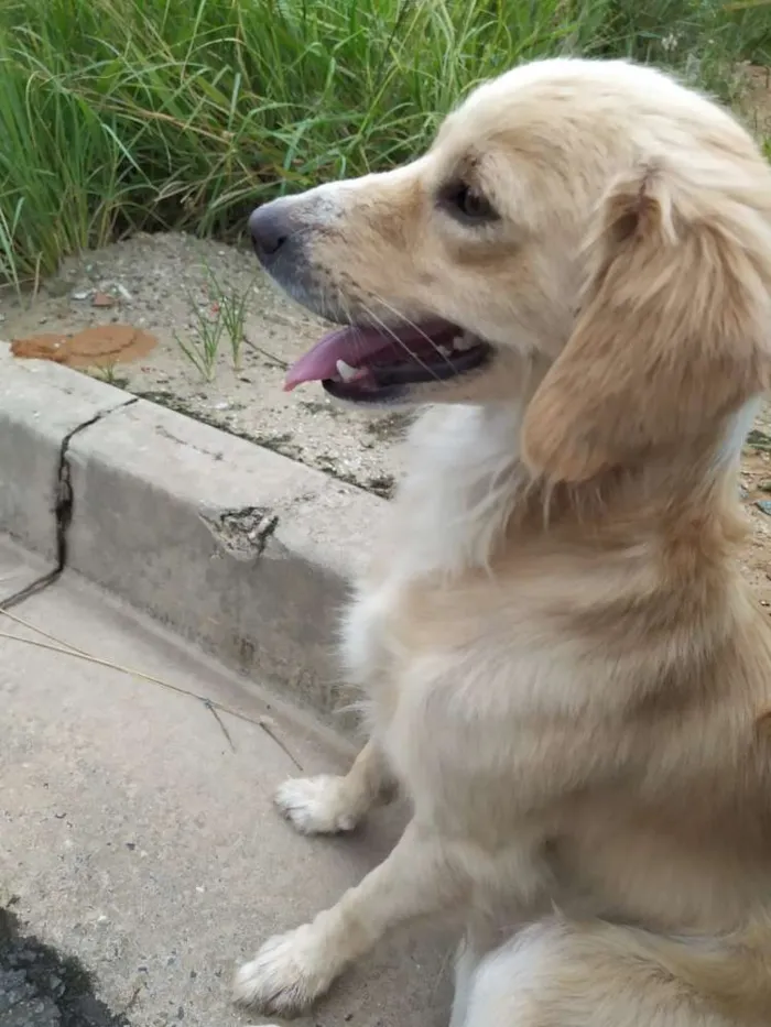 Cachorro ra a Srd idade 2 anos nome Theo