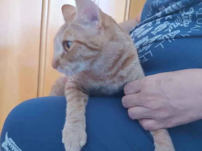 Gato ra a Não sei idade 2 anos nome Nina