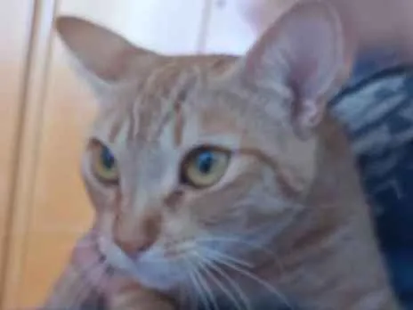 Gato ra a Não sei idade 2 anos nome Nina