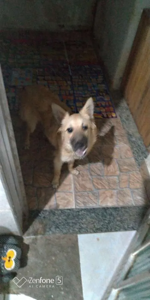 Cachorro ra a Mestiço com pastor alemão idade 2 a 6 meses nome Bob