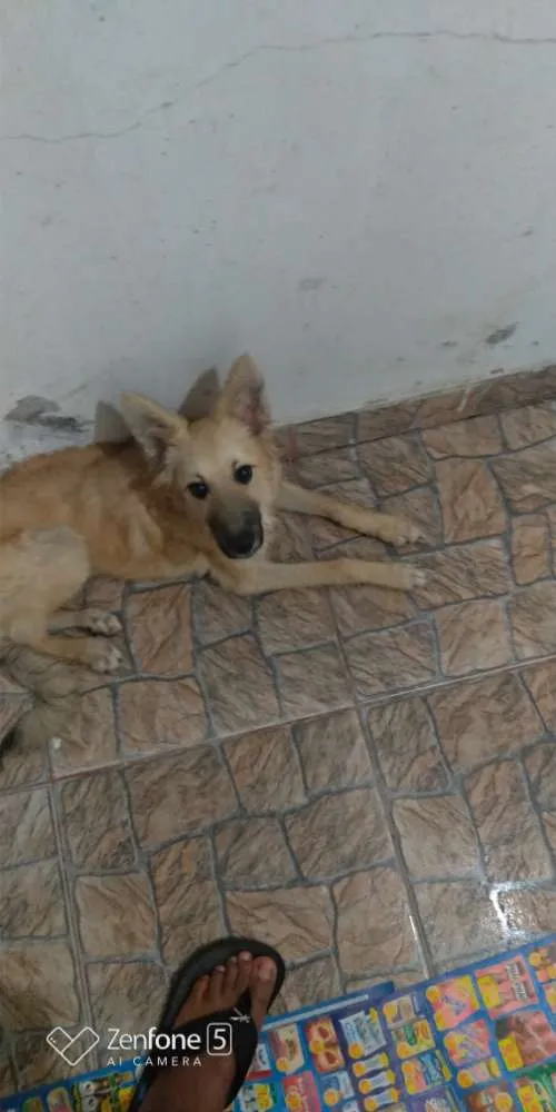 Cachorro ra a Mestiço com pastor alemão idade 2 a 6 meses nome Bob