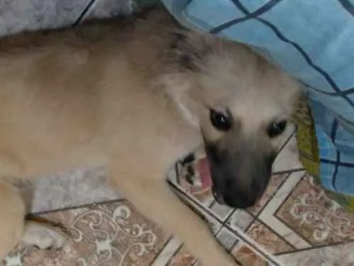 Cachorro ra a Mestiço com pastor alemão idade 2 a 6 meses nome Bob