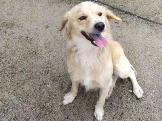 Cachorro ra a Srd idade 2 anos nome Theo