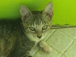 Gato raça Desconhecida idade 2 a 6 meses nome Brie