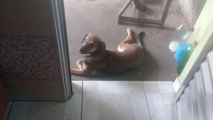 Cachorro ra a Vira lata com labrador idade 2 a 6 meses nome Lety