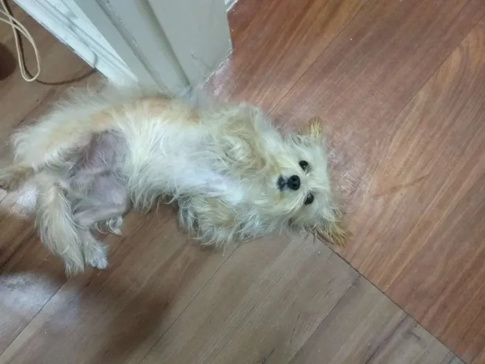 Cachorro raça Mestiço (maltês com yorkshire) idade 2 anos nome Cadu