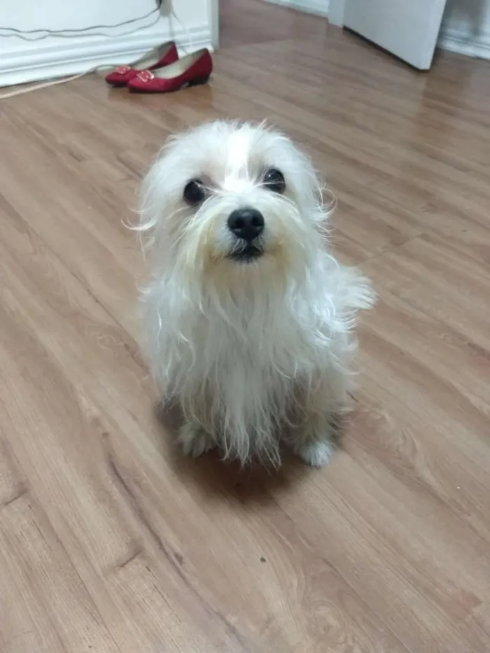 Cachorro raça Mestiço (maltês com yorkshire) idade 2 anos nome Cadu