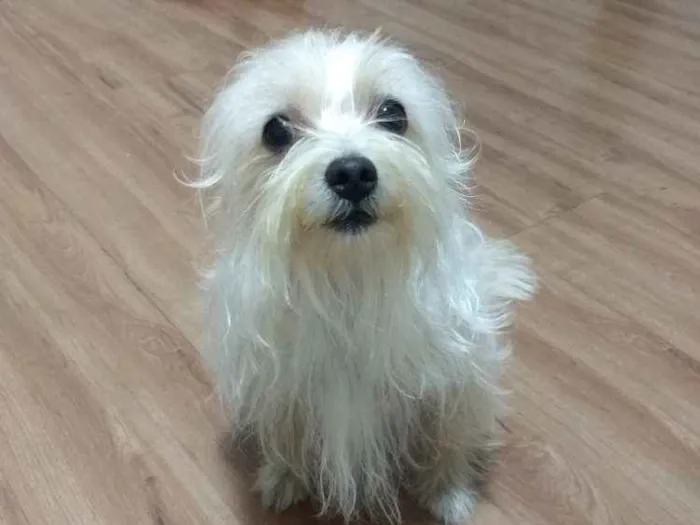 Cachorro raça Mestiço (maltês com yorkshire) idade 2 anos nome Cadu