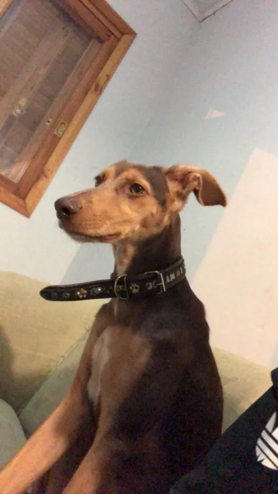 Cachorro ra a srd idade 2 a 6 meses nome Kurama
