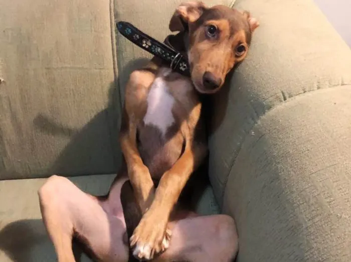 Cachorro ra a srd idade 2 a 6 meses nome Kurama