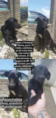 Pretinha