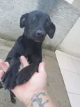 Pretinha