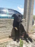 Pretinha