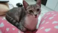 Meg