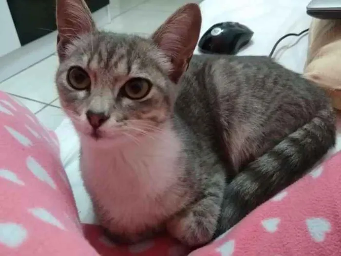 Gato ra a Vira lata  idade 2 a 6 meses nome Meg