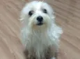 Cadu