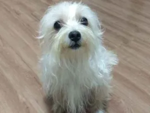 Cachorro raça Mestiço (maltês com yorkshire) idade 2 anos nome Cadu