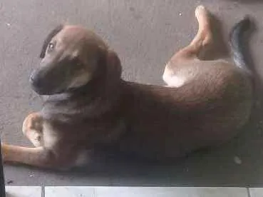 Cachorro ra a Vira lata com labrador idade 2 a 6 meses nome Lety