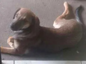 Cachorro raça Vira lata com labrador idade 2 a 6 meses nome Lety