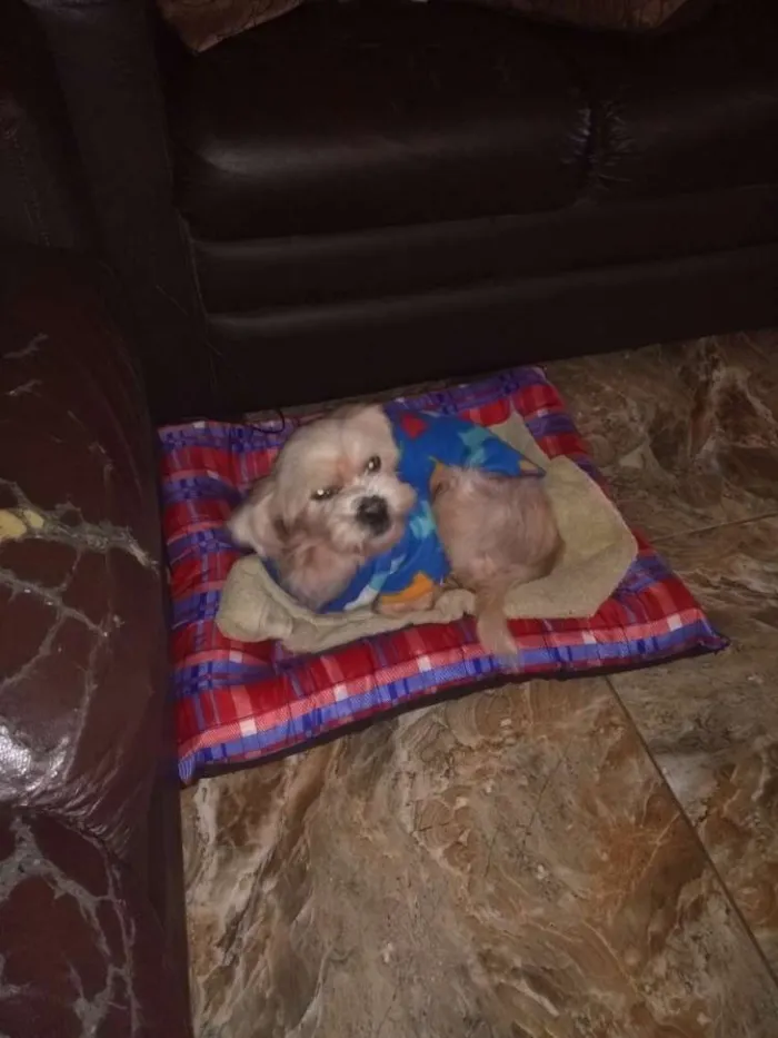 Cachorro ra a Srd idade 3 anos nome Boby