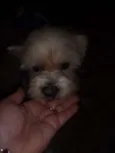 Boby