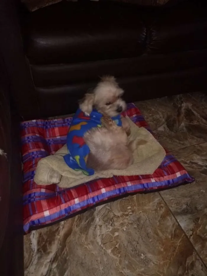 Cachorro ra a Srd idade 3 anos nome Boby