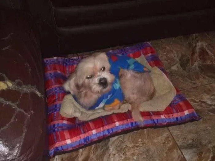 Cachorro ra a Srd idade 3 anos nome Boby