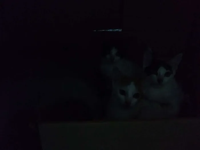 Gato raça Gatos  idade 2 a 6 meses nome Eles ainda não tem n
