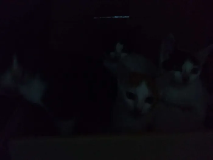 Gato raça Gatos  idade 2 a 6 meses nome Eles ainda não tem n