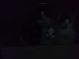 Eles ainda não tem n