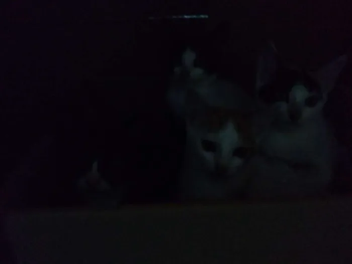 Gato raça Gatos  idade 2 a 6 meses nome Eles ainda não tem n