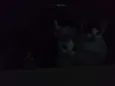 Eles ainda não tem n
