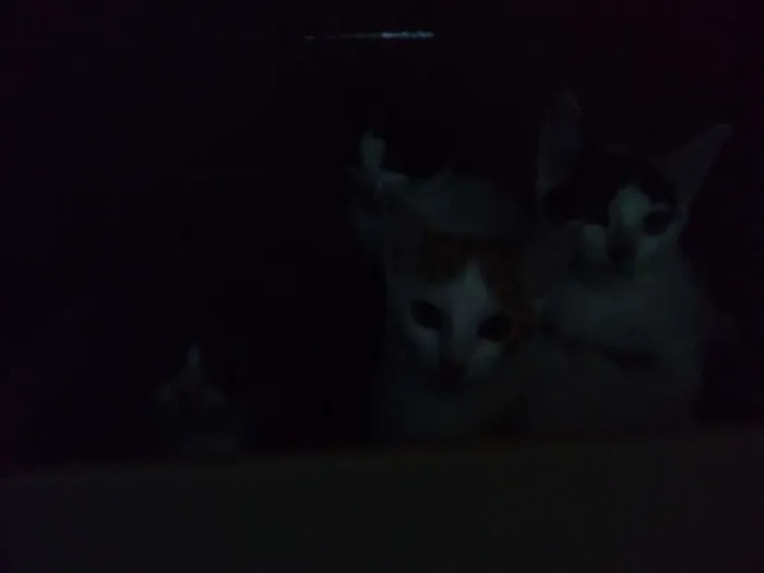 Gato raça Gatos  idade 2 a 6 meses nome Eles ainda não tem n