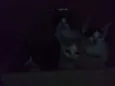 Eles ainda não tem n