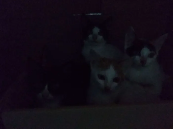 Gato raça Gatos  idade 2 a 6 meses nome Eles ainda não tem n