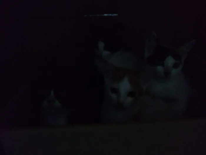 Gato raça Gatos  idade 2 a 6 meses nome Eles ainda não tem n