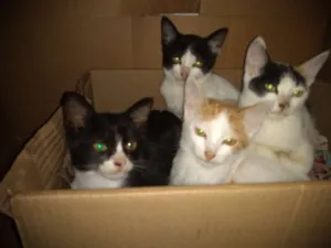 Gato raça Gatos  idade 2 a 6 meses nome Eles ainda não tem n