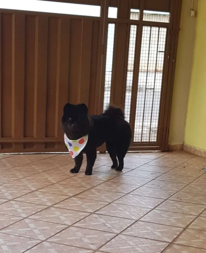 Cachorro ra a Chow Chow idade 5 anos nome Merida